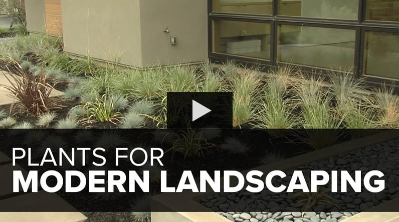 13 Plants For A Modern Garden, Front Yard Modern Landscaping Plants