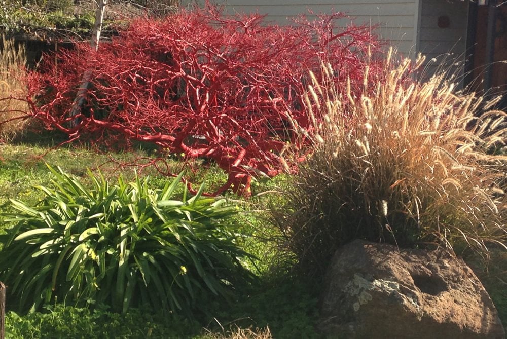 Japanese Maple Tree Design Embracing Your Garden’s Evolution: Creative Ideas for Dead Trees ...