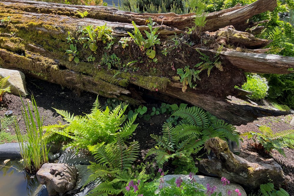 Embracing Your Garden’s Evolution: Creative Ideas for Dead Trees ...