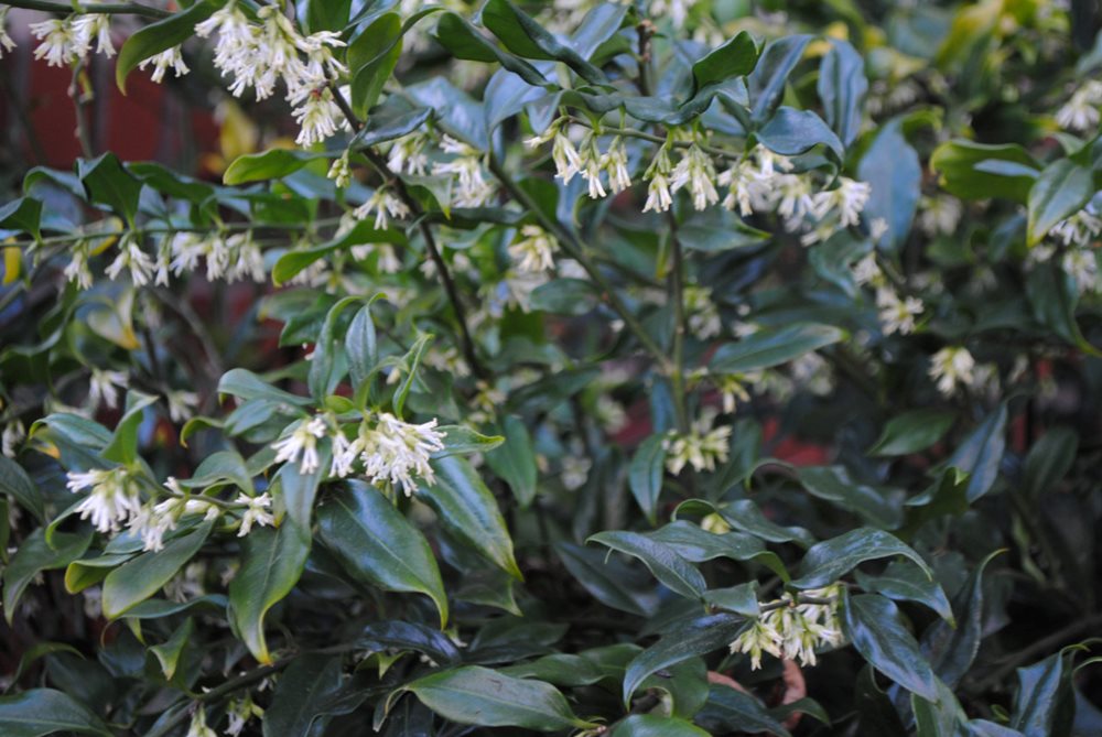 Winter Garden Ideas: Creating Winter Interest in the Garden | Garden Design