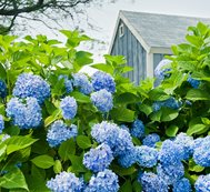 Blue Hydrangea, Hydrangea Plant
Shutterstock.com
New York, NY