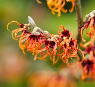 Loughrey_hamamelis_intermedia_jelena_bc
Garden Design
Calimesa, CA