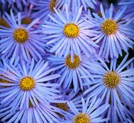 Aster, Frikartii Monch, Lavender Flower
Garden Design
Calimesa, CA