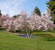 Magnola Tree, Blooming Tree
Shutterstock.com
New York, NY
