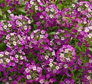 Purple Alyssum, Dark Knight
Proven Winners
Sycamore, IL