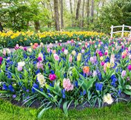 Bulb Garden, Flower Bulbs, Hyacinth, Tulips, Daffodils
Shutterstock.com
New York, NY