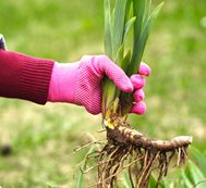 Iris Rhizome, Planting Iris
Shutterstock.com
New York, NY