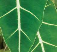 Elephant Ear, Alocasia Micholitziana
Garden Design
Calimesa, CA