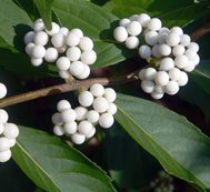 Callicarpa Japonica Leucocarpa, White Berries
Garden Design
Calimesa, CA