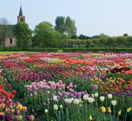 Field Of Tulips, Hortus Bulborum
Hortus Bulborum
Limmen, NL
