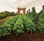 Monticello
Charlottesville, VA