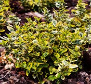 Emerald ‘n’ Gold Wintercreeper Euonymus, Euonymus Fortune, Evergreen Euonymus
Garden Design
Calimesa, CA