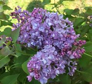 Scentara Double Blue Lilac, Syringa Hyacinthiflora, Blue Lilac
Proven Winners
Sycamore, IL