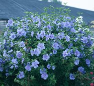 Blue Chiffon Hibiscus, Blue Flowers, Flowering Shrub
Proven Winners
Sycamore, IL