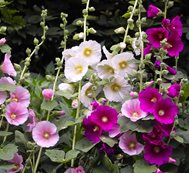 Alcea Rosea, Hollyhock, Pink Flowers
Shutterstock.com
New York, NY