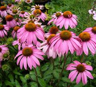 Echinacea Purpurea, Coneflower
Pixabay
,