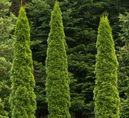 Arborvitae Trees, Evergreen
Dreamstime
,