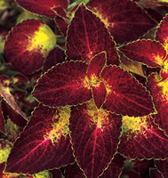 Colorblaze Dipt In Wine Coleus, Dipt In Wine, Coleus, Solenostemon Scutellarioides
Proven Winners
Sycamore, IL