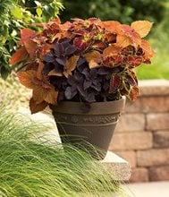 Combinaison de conteneurs Coleus, Colorblaze Sedona, Colorblaze Dipt In Wine, Colorblaze Dark StarProven WinnersSycamore, IL