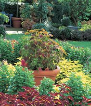 Coleus Garden, Coleus Planting
Atlock Farm
Somerset, NJ