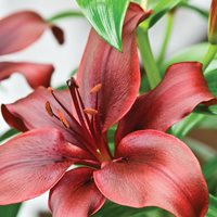 Dimension Lily, Asiatic Lily, Dark Lily Flower
Garden Design
Calimesa, CA