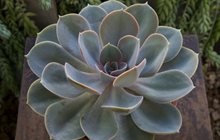 Echeveria