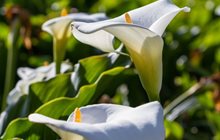 [Image: zantedeschia-aethiopica-garden-design_11296.jpg]