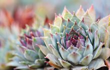 Sempervivum
