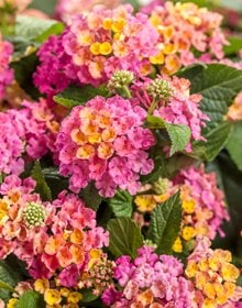 Royale Cosmo Lantana, Pink And Yellow Lantana
Proven Winners
Sycamore, IL