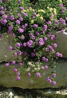 Rock Wall Plants, Luscious Grape
Proven Winners
Sycamore, IL