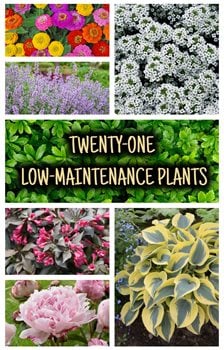 Top 21 Low Maintenance Plants For Your Garden Garden Design