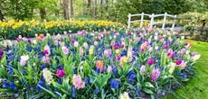 Bulb Garden, Flower Bulbs, Hyacinth, Tulips, Daffodils
Shutterstock.com
New York, NY