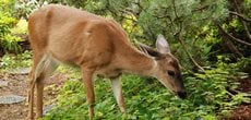 Deer, Garden, Groundcover
Pixabay
