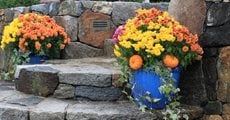 Varying Colors Of Mums In Containers
Garden Design
Calimesa, CA