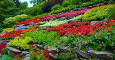 Colorful Flowers, Terraced Hillside
Garden Design
Calimesa, CA