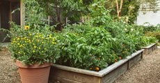 Raised Bed Vegetable Garden
Proven Winners
Sycamore, IL