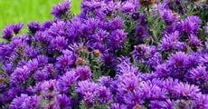 Grape Crush Aster, Aster Novae-Angliae
Proven Winners
Sycamore, IL