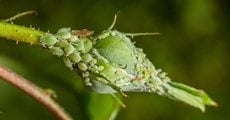 Aphids, Rosebud, Aphid Infestation, Green Aphids
Shutterstock.com
New York, NY