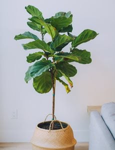 Fiddle Leaf Fig Tree, Houseplant, Ficus Lyrata
Shutterstock.com
New York, NY