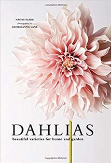 Dahlias