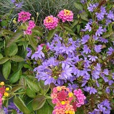 Annual Flowers to Consider for Your Garden This Year       
Garden Design
Calimesa, CA