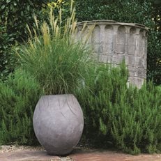 Container Garden Pictures
Cheekwood Botanical Garden and Museum of Art
Nashville, TN