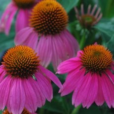 Design a Showy Flowerbed with These 5 Easy-Care Perennials
Costa Farms
Miami, FL