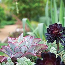 Succulent and Cacti Pictures
Mark Tessier Landscape Architecture
Santa Monica, CA