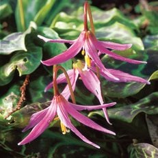 Fawn Lily, Woodland Flower
I Love This Plant
Garden Design
Calimesa, CA