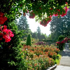 Portland's International Rose Test Garden
Portland Parks & Recreation
Portland, OR