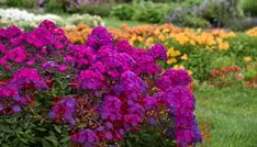 Luminary 'Ultraviolet' tall phlox