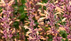 Meant to Bee™ 'Queen Nectarine'