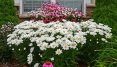Amazing Daisies® Daisy May® Shasta Daisy