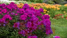 Luminary 'Ultraviolet' tall phlox